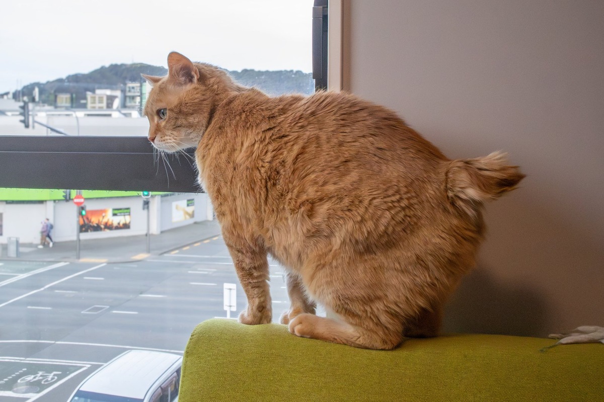    Натуральное питание должно быть сбалансированным с учетом особенностей здоровья кошки