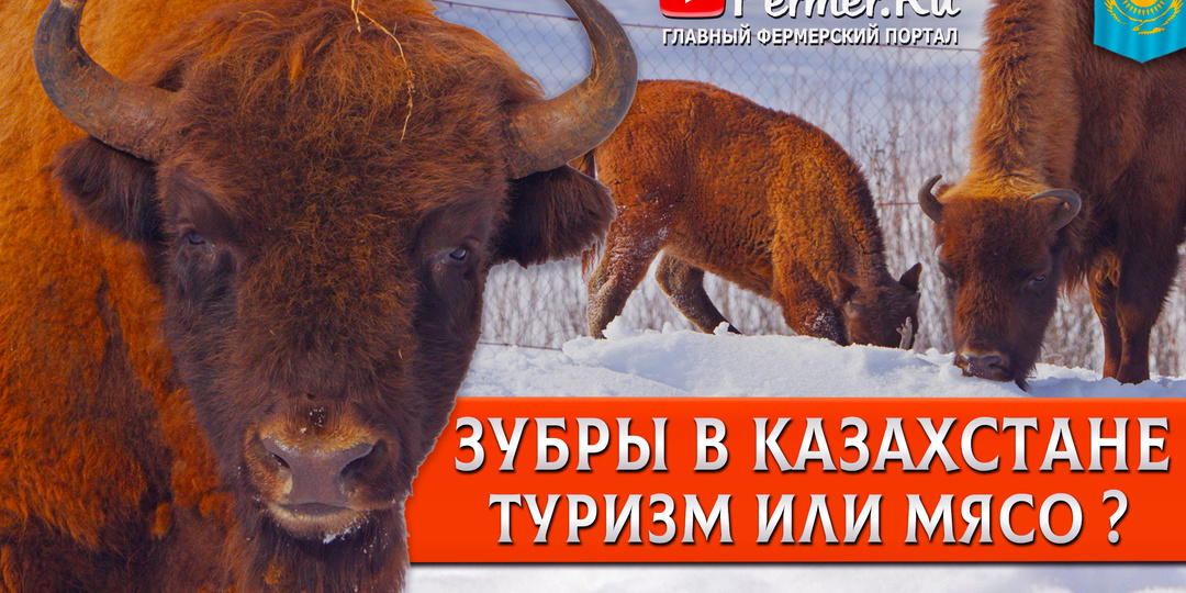 🦬Зубры в Казахстане! Лесные гиганты под тонну! Всё о самом крупном звере Европы. Зубр это не мясо!