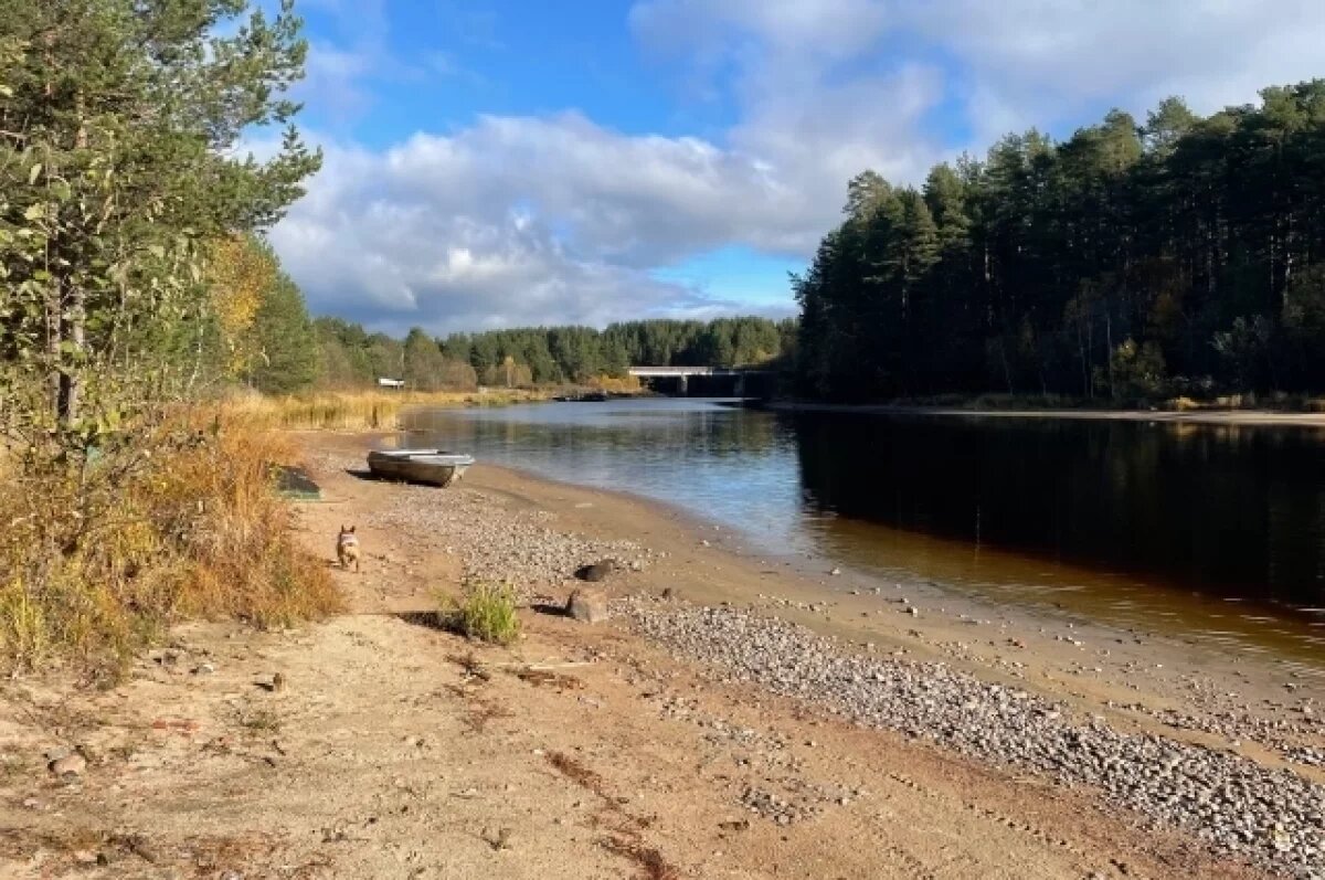    Жители Видлицы вступились за пляж, вековые сосны и доступ к реке