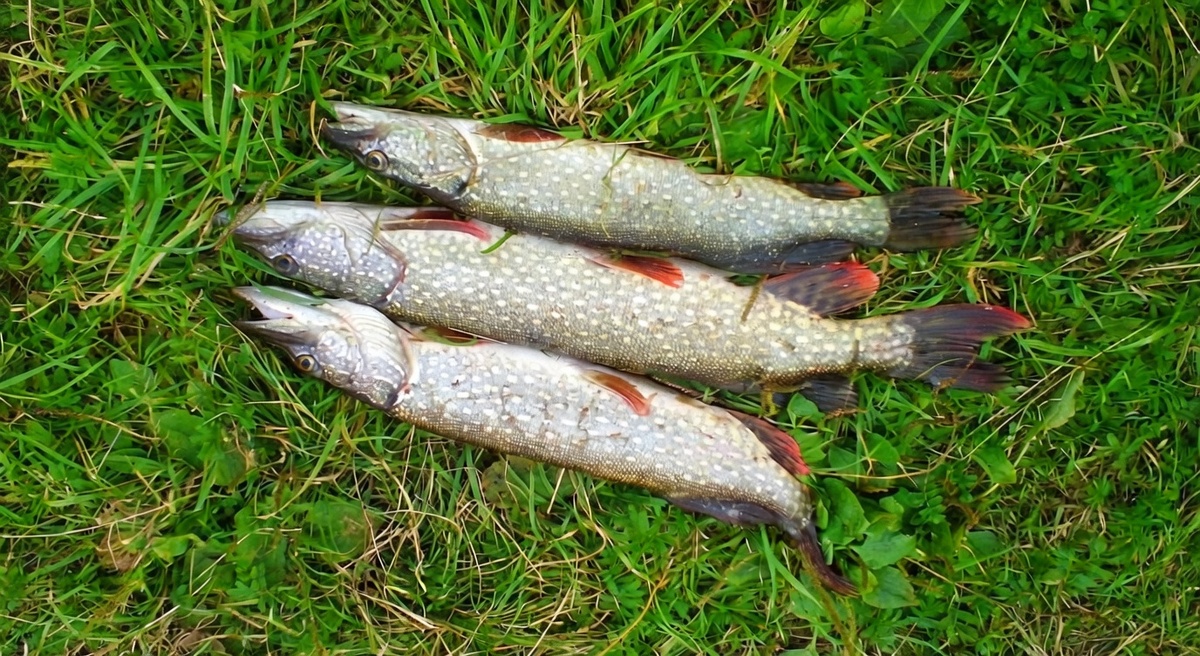 Ловить щуку на спиннинг очень интересно