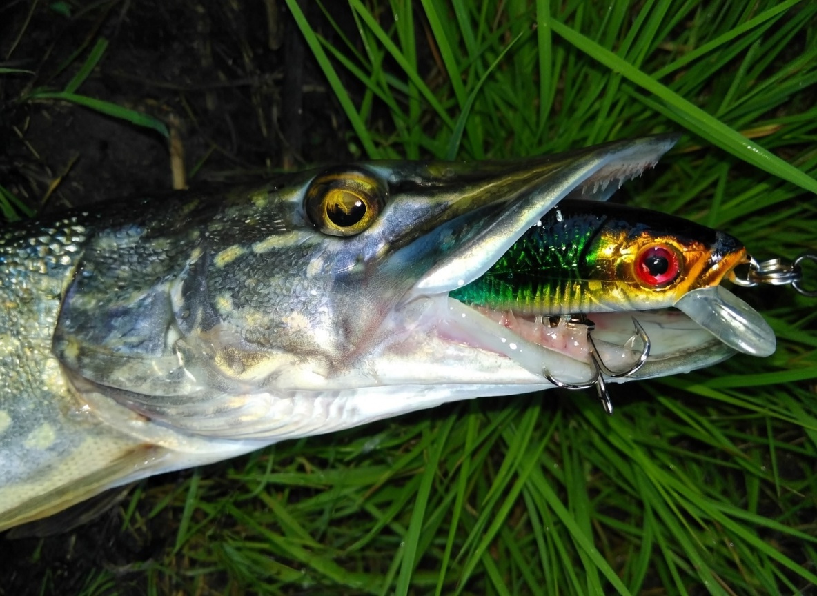 Щука любит "кушать" воблеры