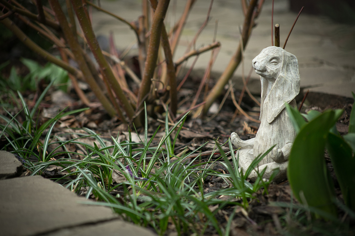 Автор фото Елена Якимова / Greenfingers