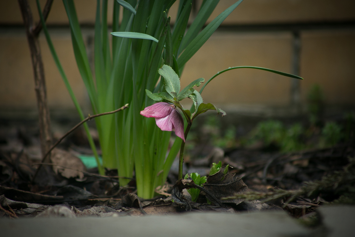 Автор фото Елена Якимова / Greenfingers