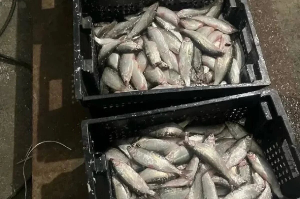    В Кунашаке рыбаков осудили за кражу 56 кг рыбы и взятку полиции