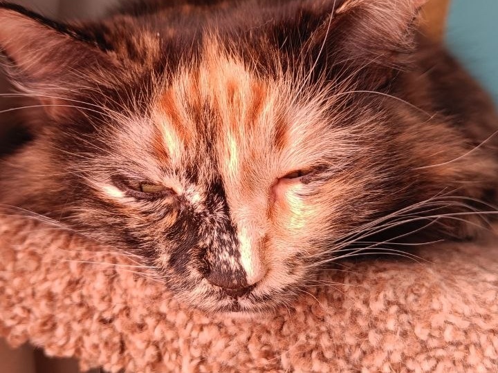 Всем привет от солнечно-расплющенной Басеньки и серьезно-сосредоточенной Шушуньки