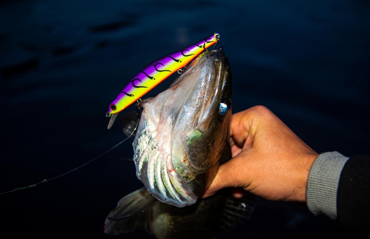 "Ночной" судак на воблер