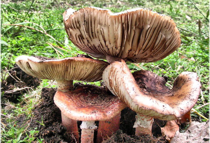 фото: pxhere.com