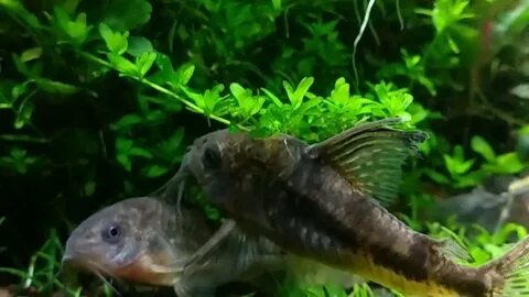 Примерно так выглядит дом, где живут коридорасы