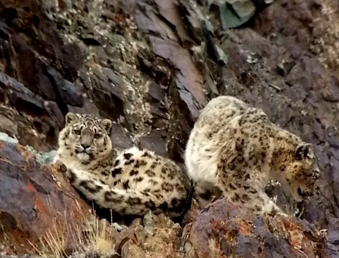Снежные барсы провинции Ладах. (с) Khenrab Phuntsog.