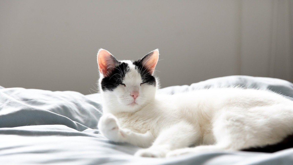    Муся — кошка окраса арлекин с черным пятнышком на спине, у нее зеленые глаза и полудлинная шерсть