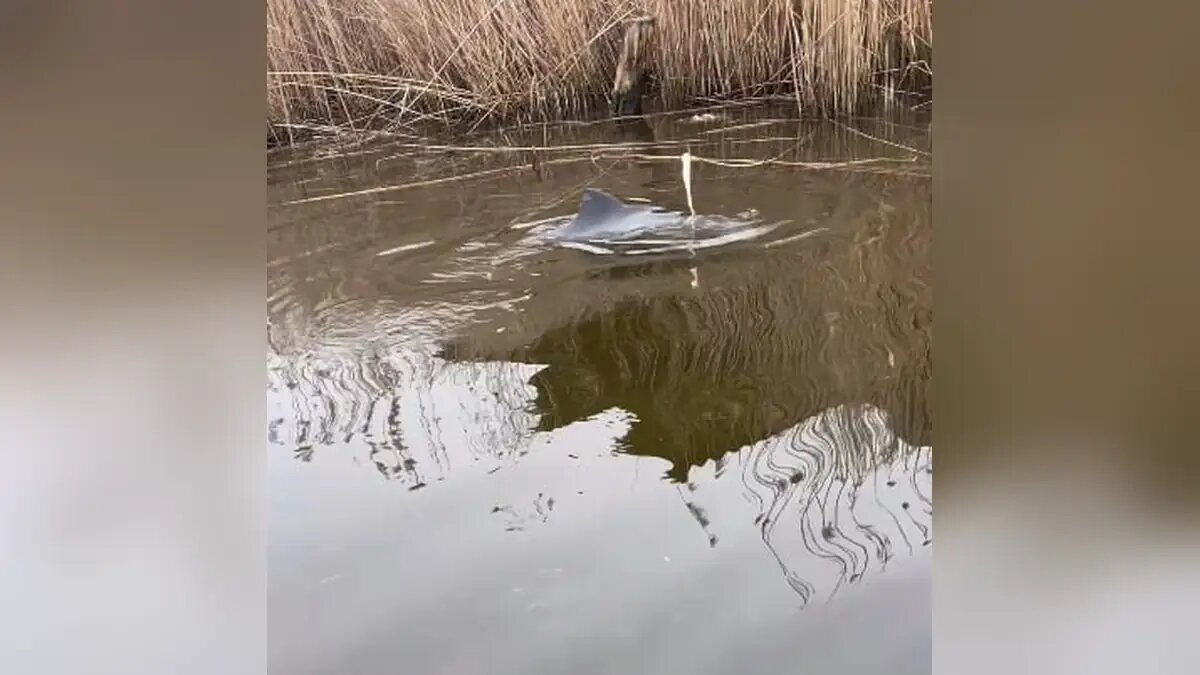    Скриншот видео t.me/delfacenter