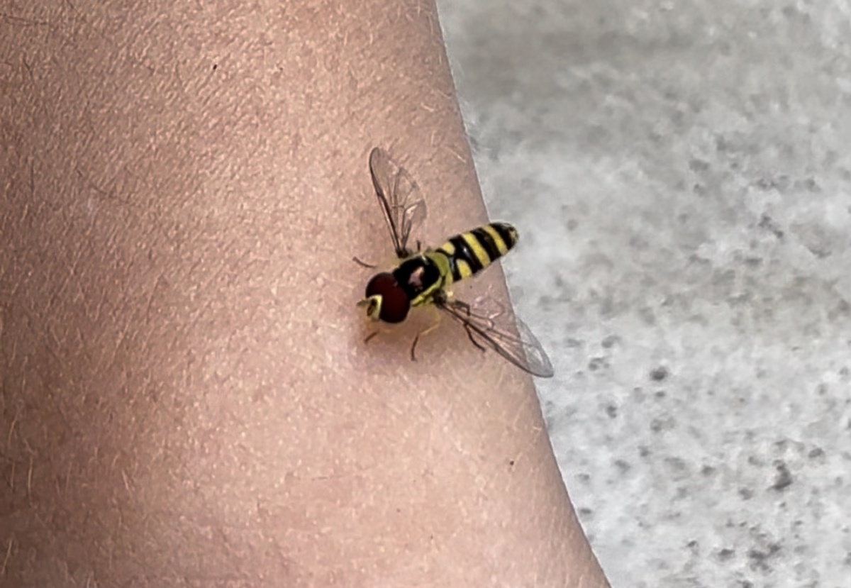 Муха-журчалка - мимикрия в действии