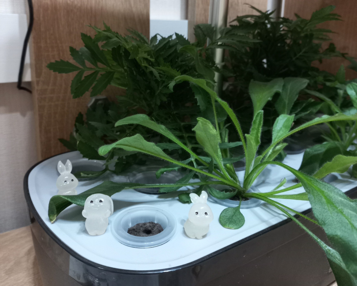 Бархатцы и незабудки. Фото автора