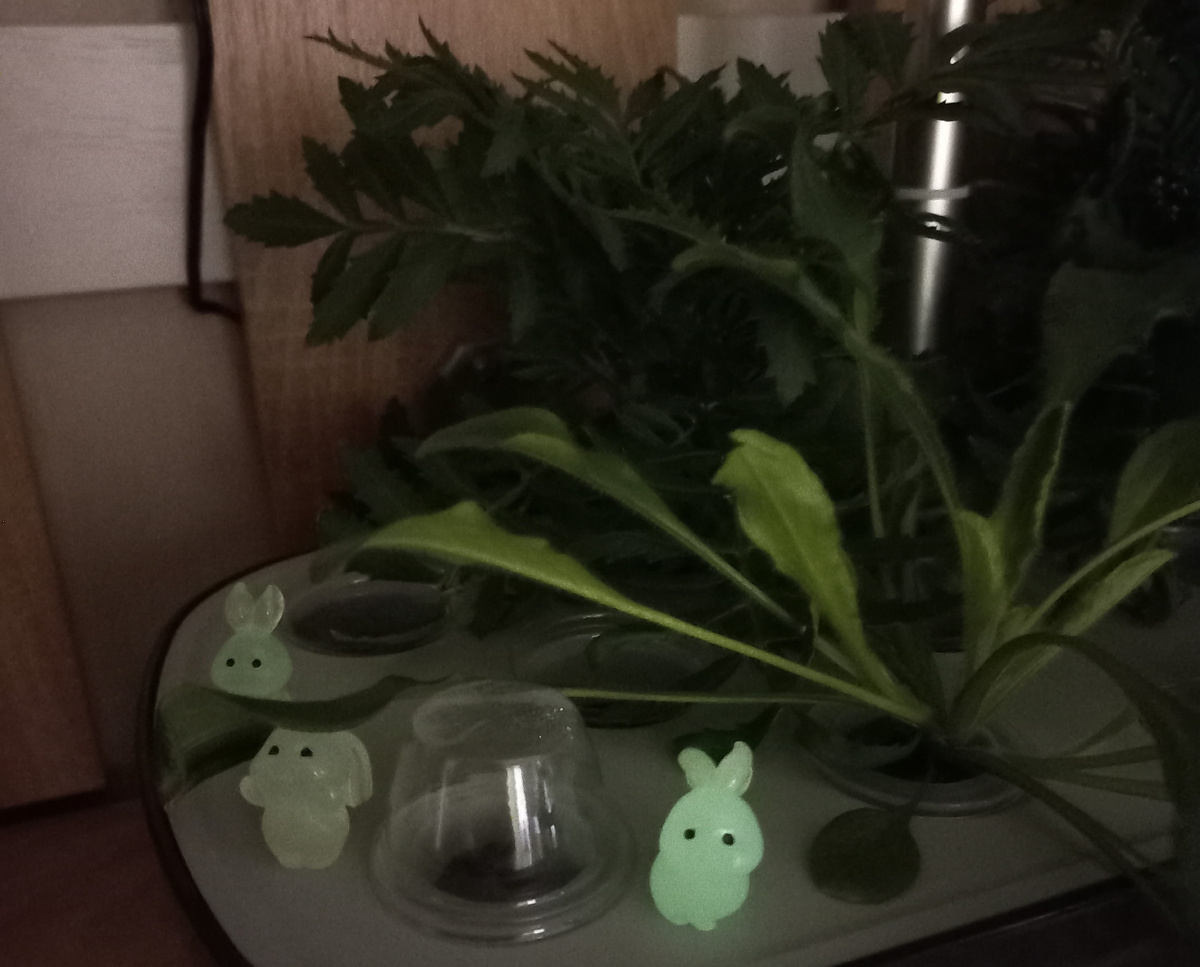 Бархатцы и незабудки. Фото автора