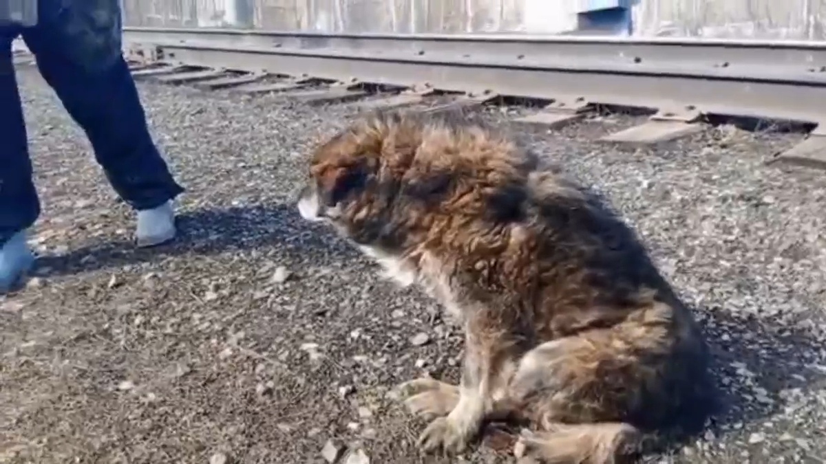 Рядом нет домов, дороги, как попал старый пёс на железнодорожные рельсы?