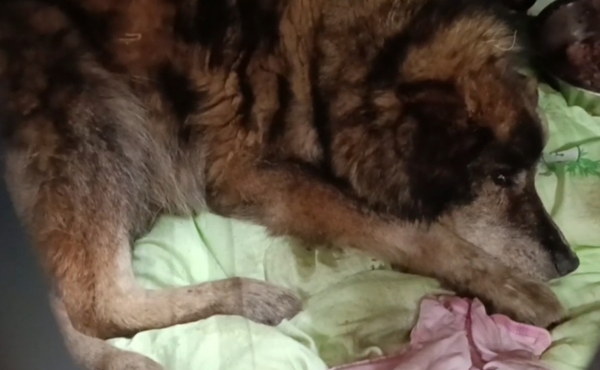 Старичок пёс на рельсах. Бабай, который решил жить вопреки всему