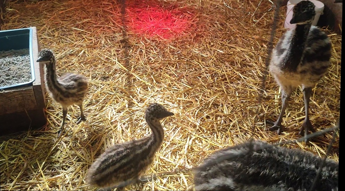 Они очень шустрые и их не так просто сфотографировать. 