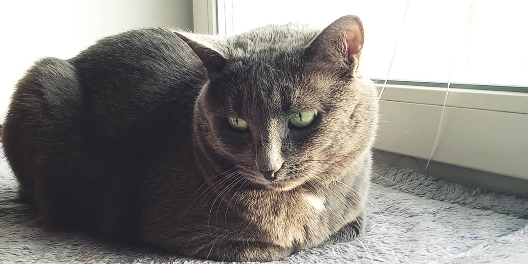 Вопрос, который волнует многих: стоит ли заводить новую кошку, если прежняя любимица умерла