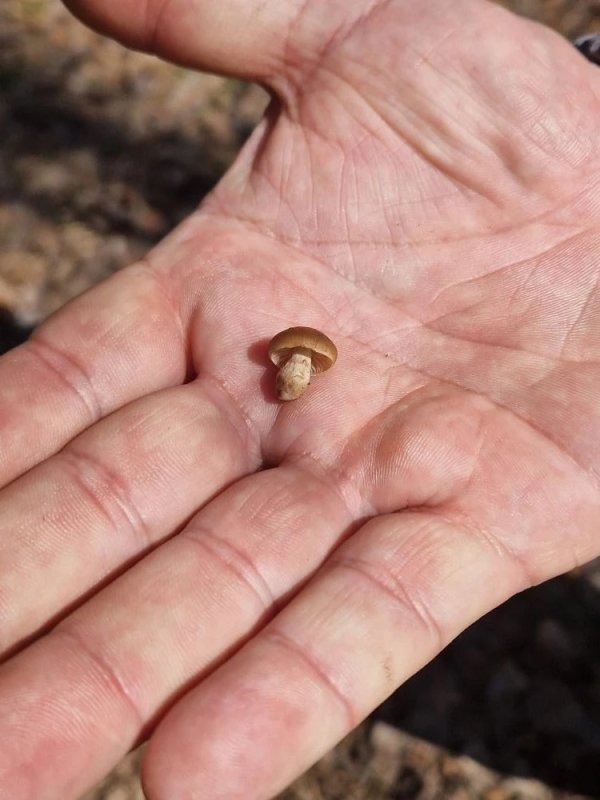     Сообщество Курские грибники, грибы и ягоды / ВК