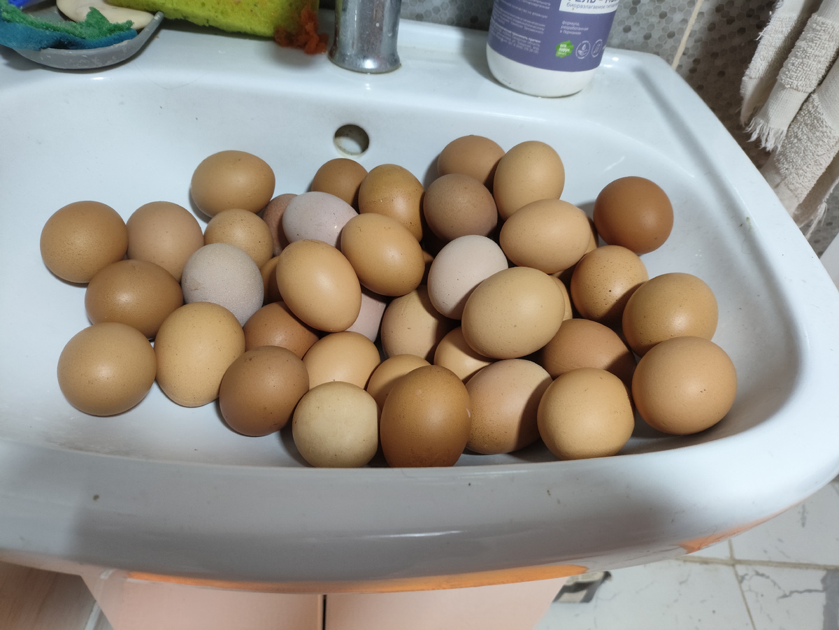 Это, как вы понимаете, болтуны, неоплодотворенные яйца