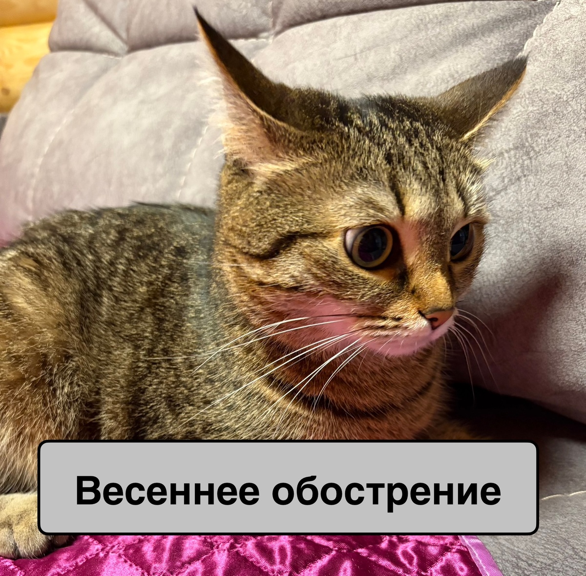 Особенно наступление весны видно по нашим котам)