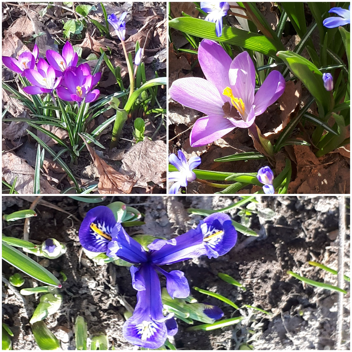 Коллаж автора 29.03.2026г.