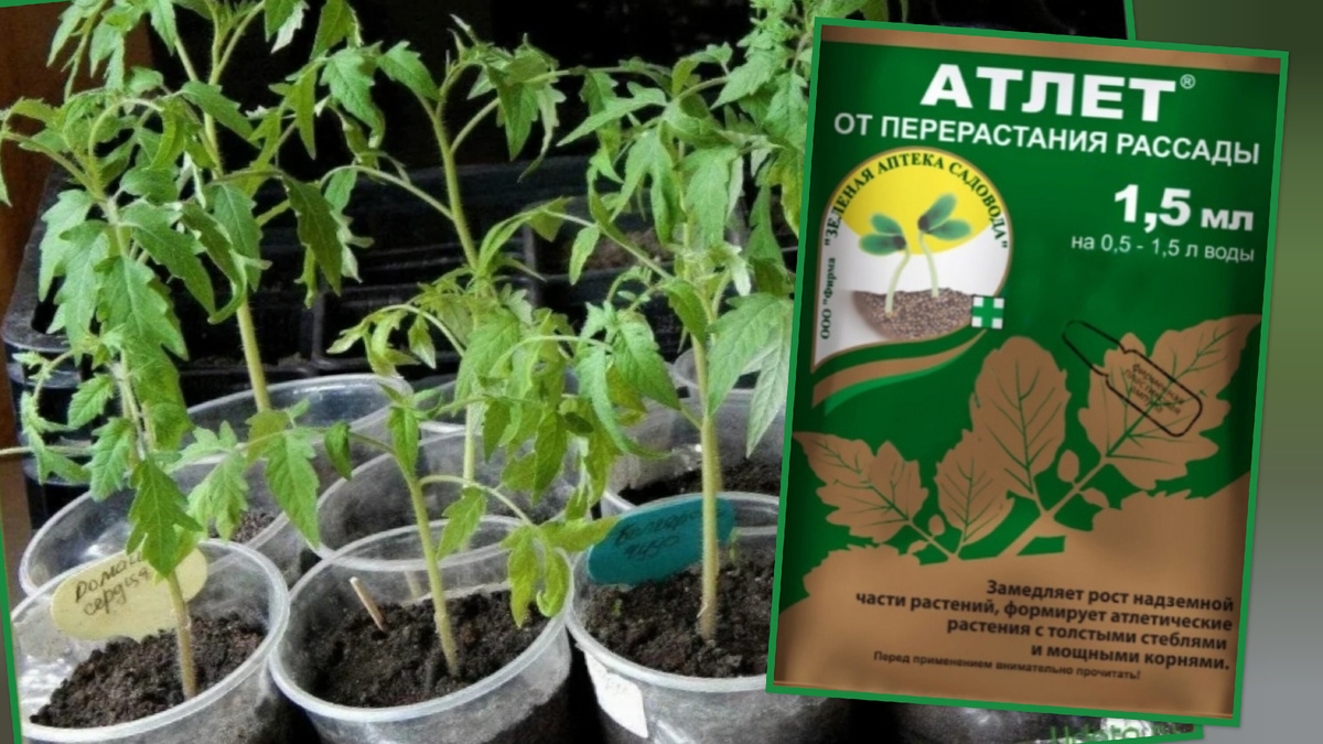 Коллаж автора статьи