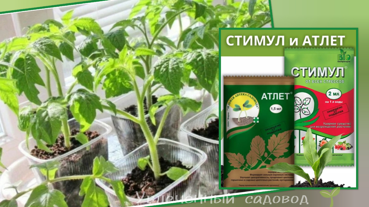 Коллаж автора статьи 