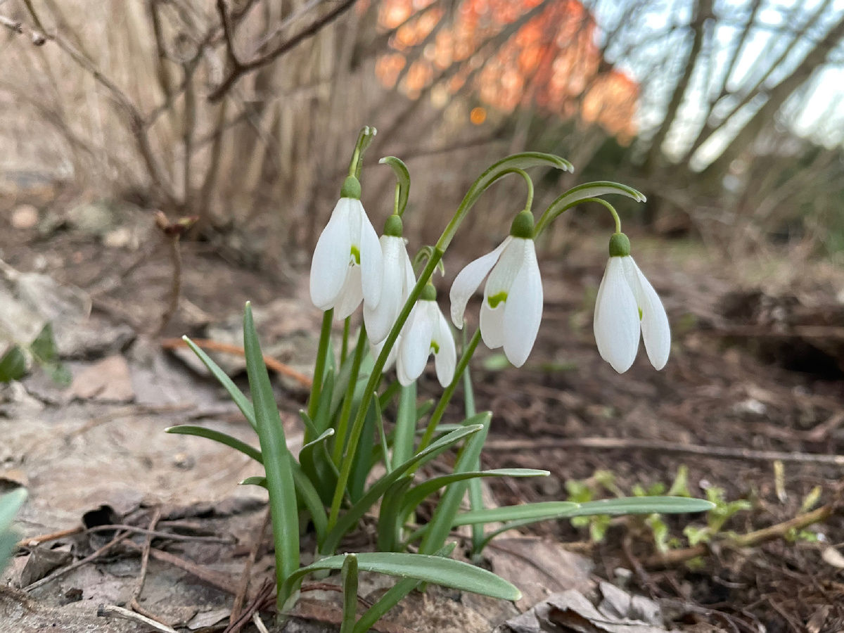 Первые цветы этой весны