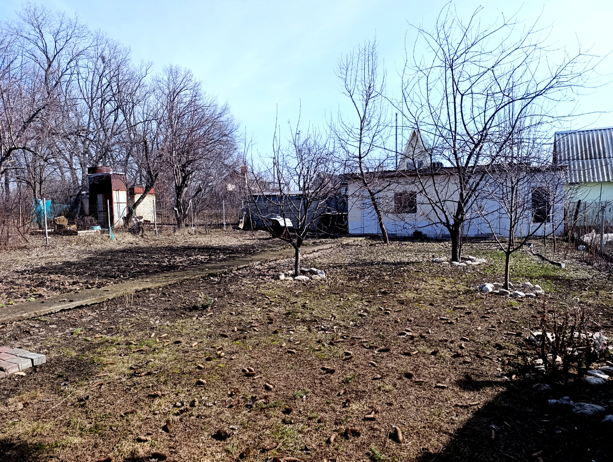 Смотрите сколько шишек нападало с соседской ели