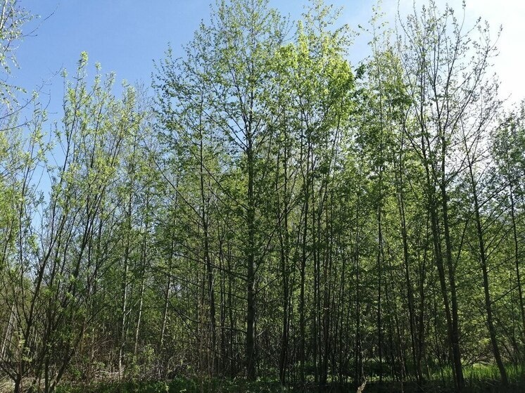     Температура воздуха будет достигать +15 градусов. Фото: Архив МК в Великом Новгороде