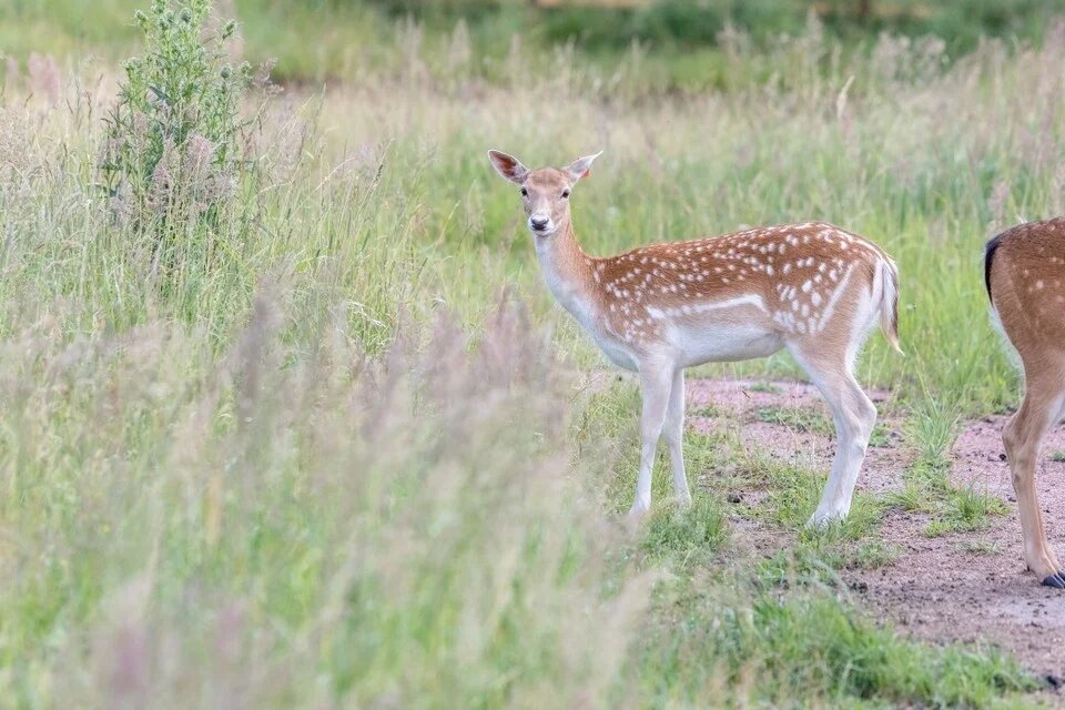    Источник фото Комсомольская правда Веселовские вести