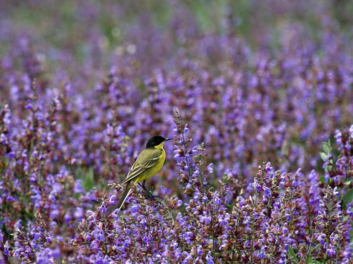    Черноголовая трясогузка на поле шалфея | © РИА Новости / Сергей Мальгавко