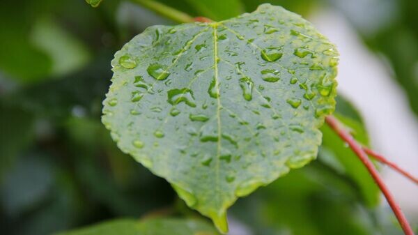    © РИА Новости . Владислав Сергиенко