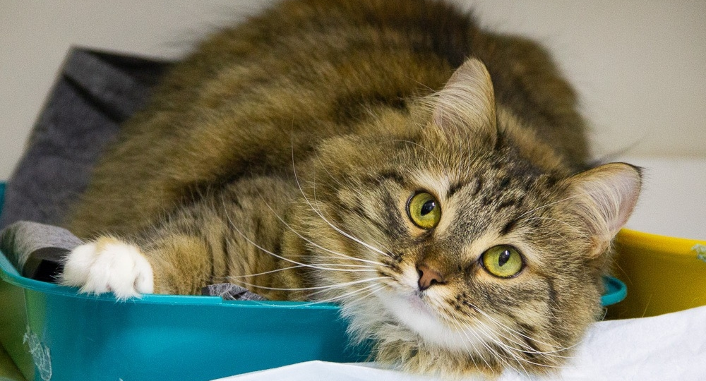 Любовь и понимание для особенной кошечки 🙏😿🤕