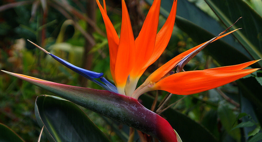 Манипулятор