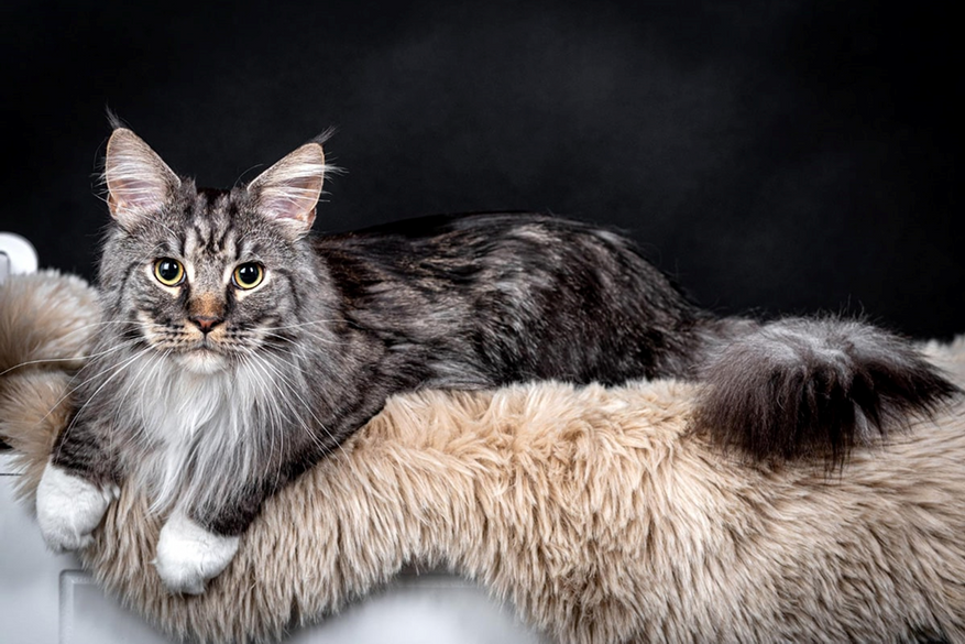 Источник: catastic.pet