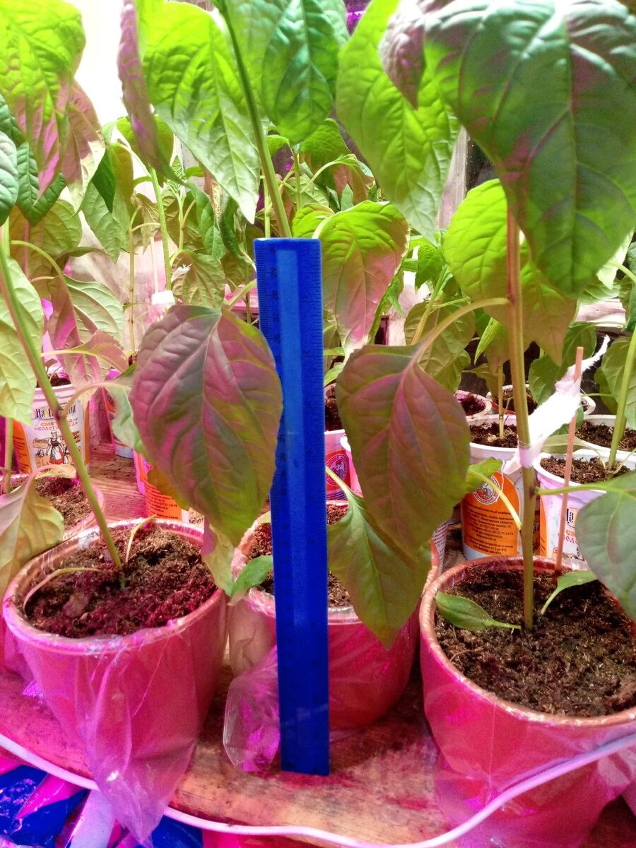 Аж линейка потерялась