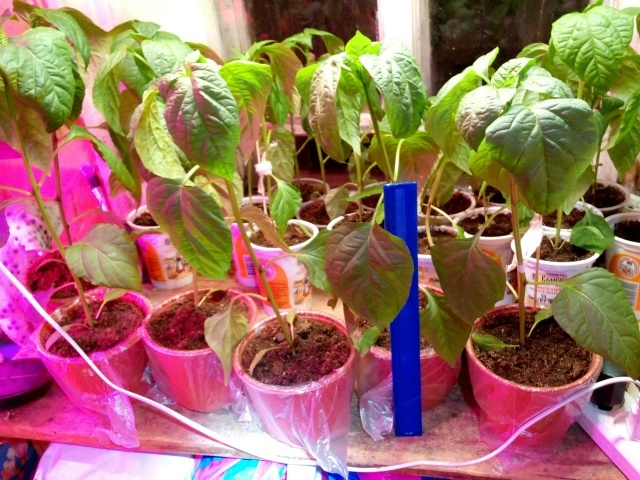 Что вдоль, что поперёк - масштаб один