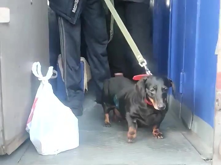 Такса Тася уехала домой, а 2999+ собак и котиков ждут вашей помощи!