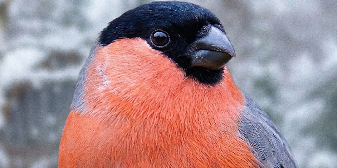 Почему снегирей не видно в городах летом: 10 фактов о «русском попугае»