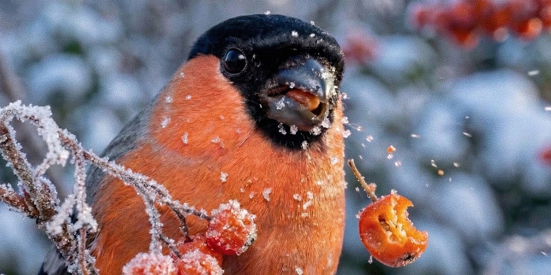 Почему снегири не едят рябину, а плюются ей: 10 фактов о «снежной птице»
