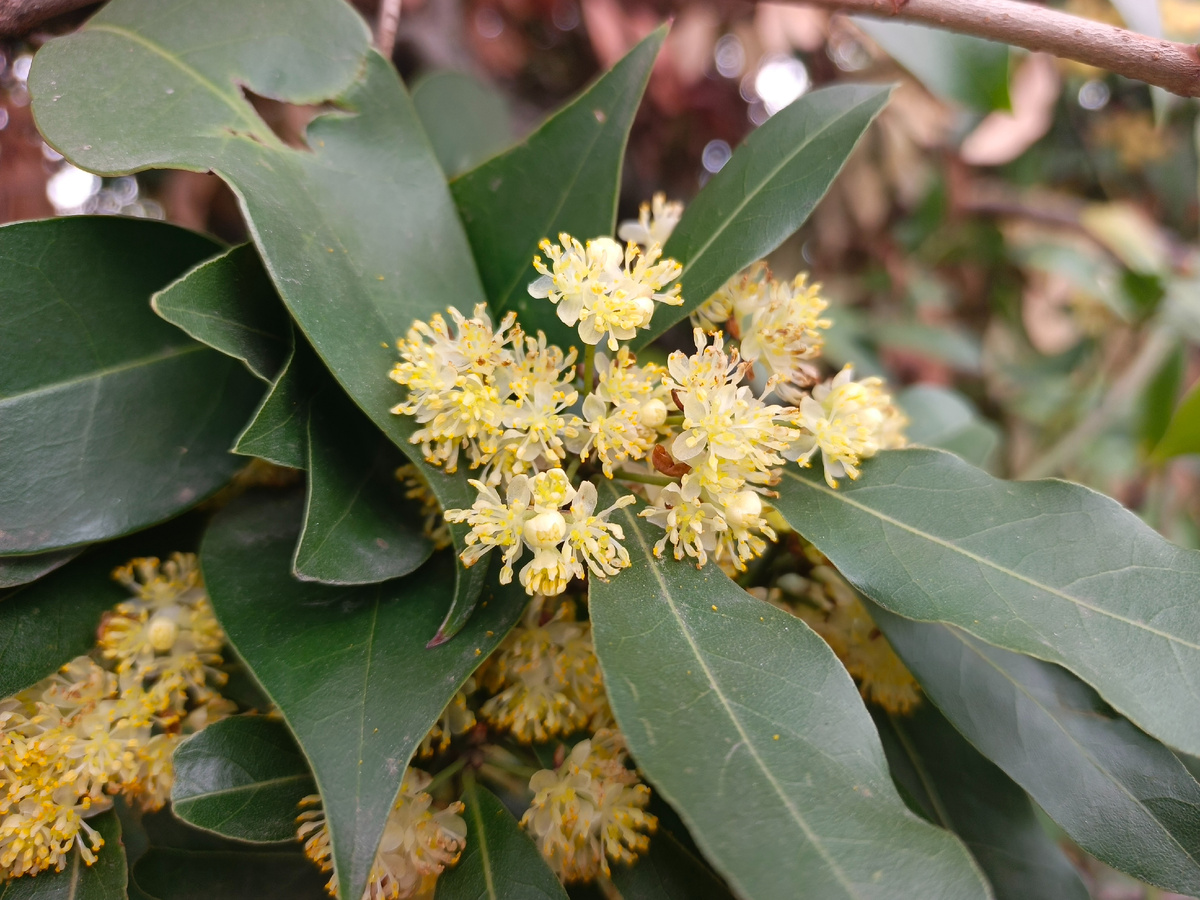 ФТ Сириус, март 2026 года