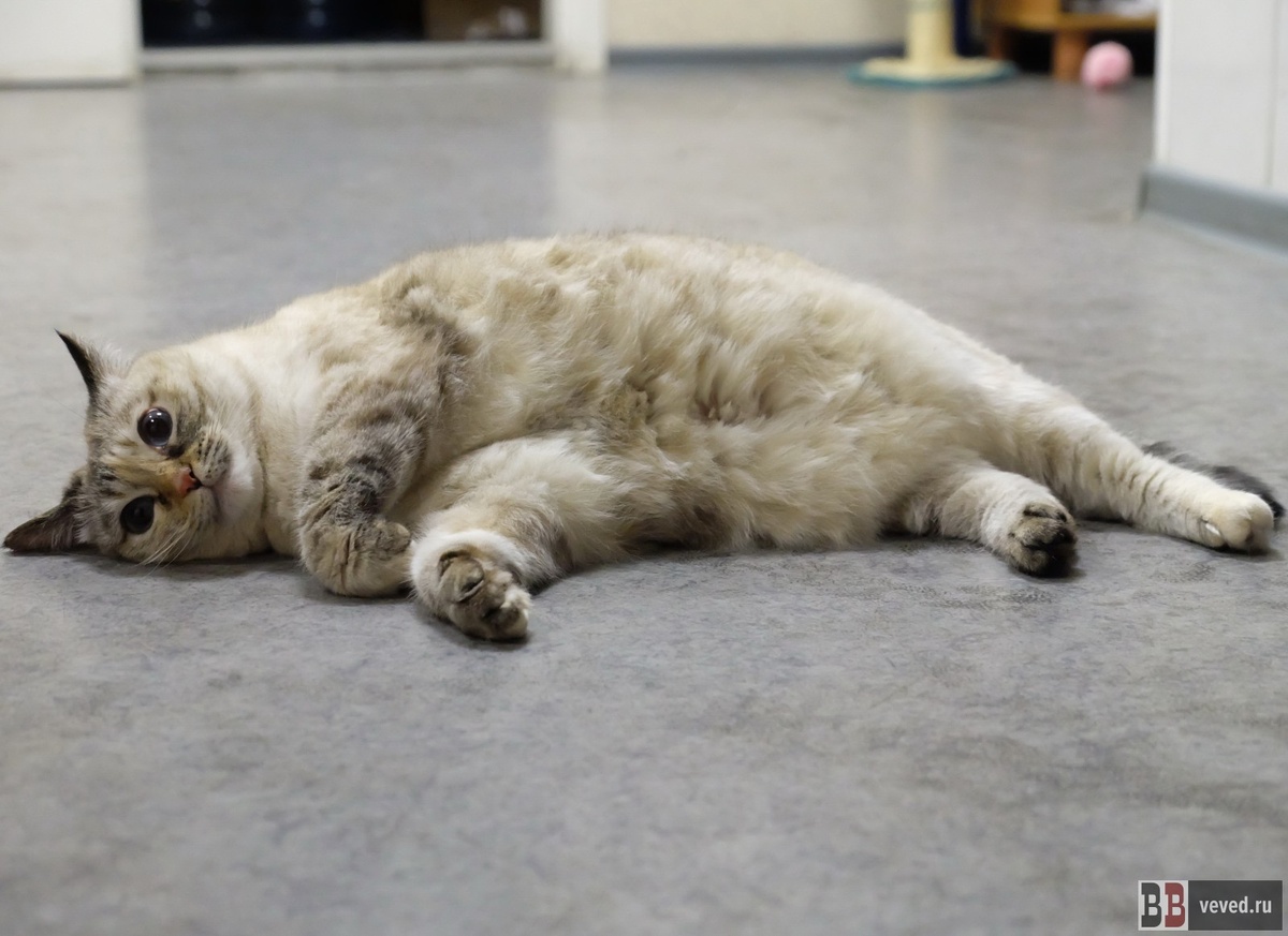     Фото: Вечерние ведомости