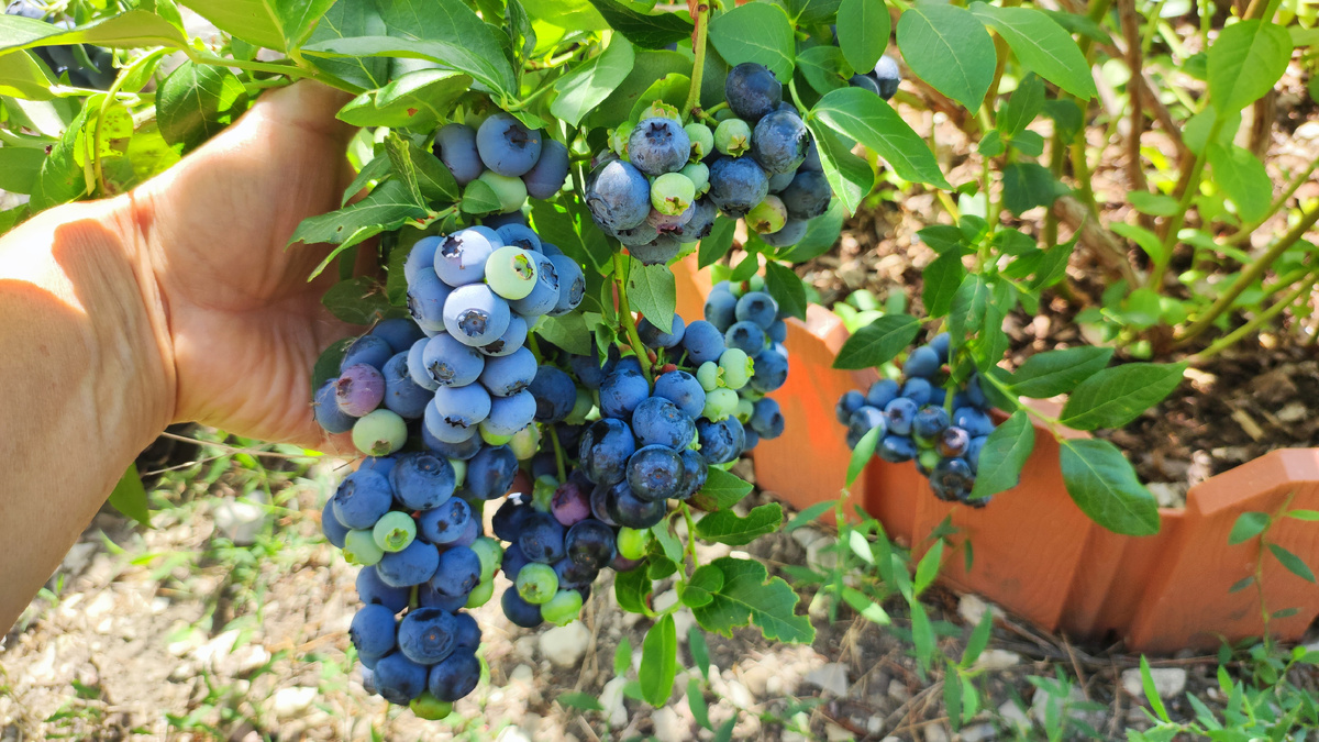 Результат обрезки куста голубики в прошлом году