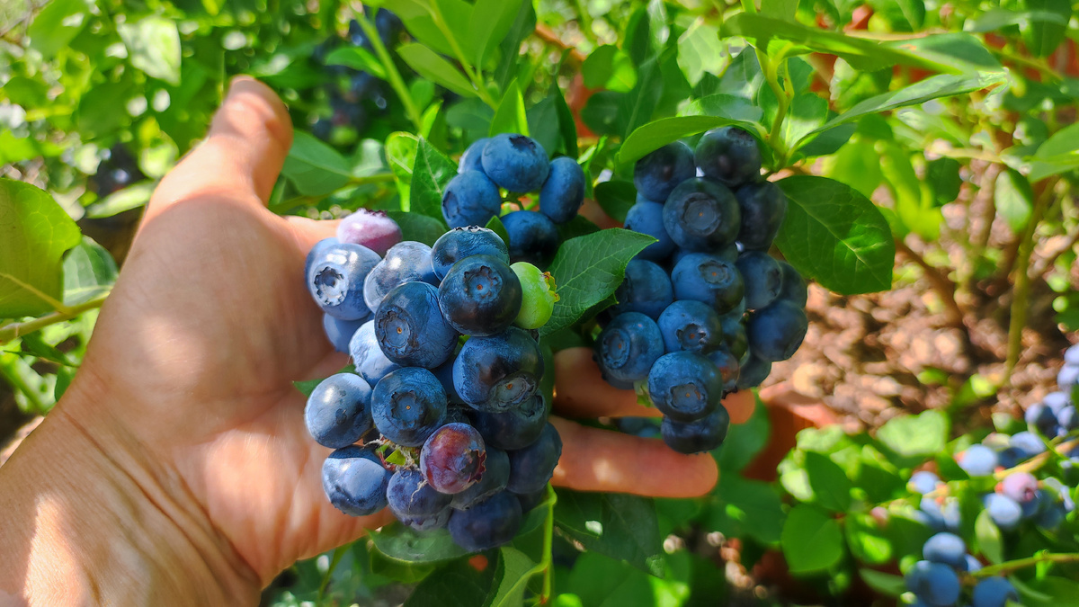 Урожай прошлого года