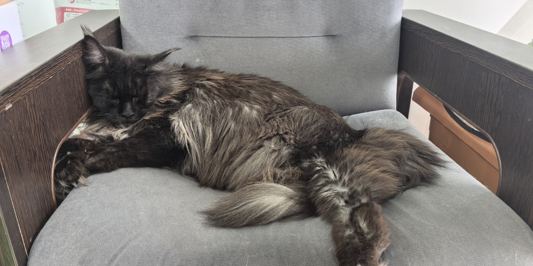 В поисках доверия. Как мы искали ветеринаров на новом месте