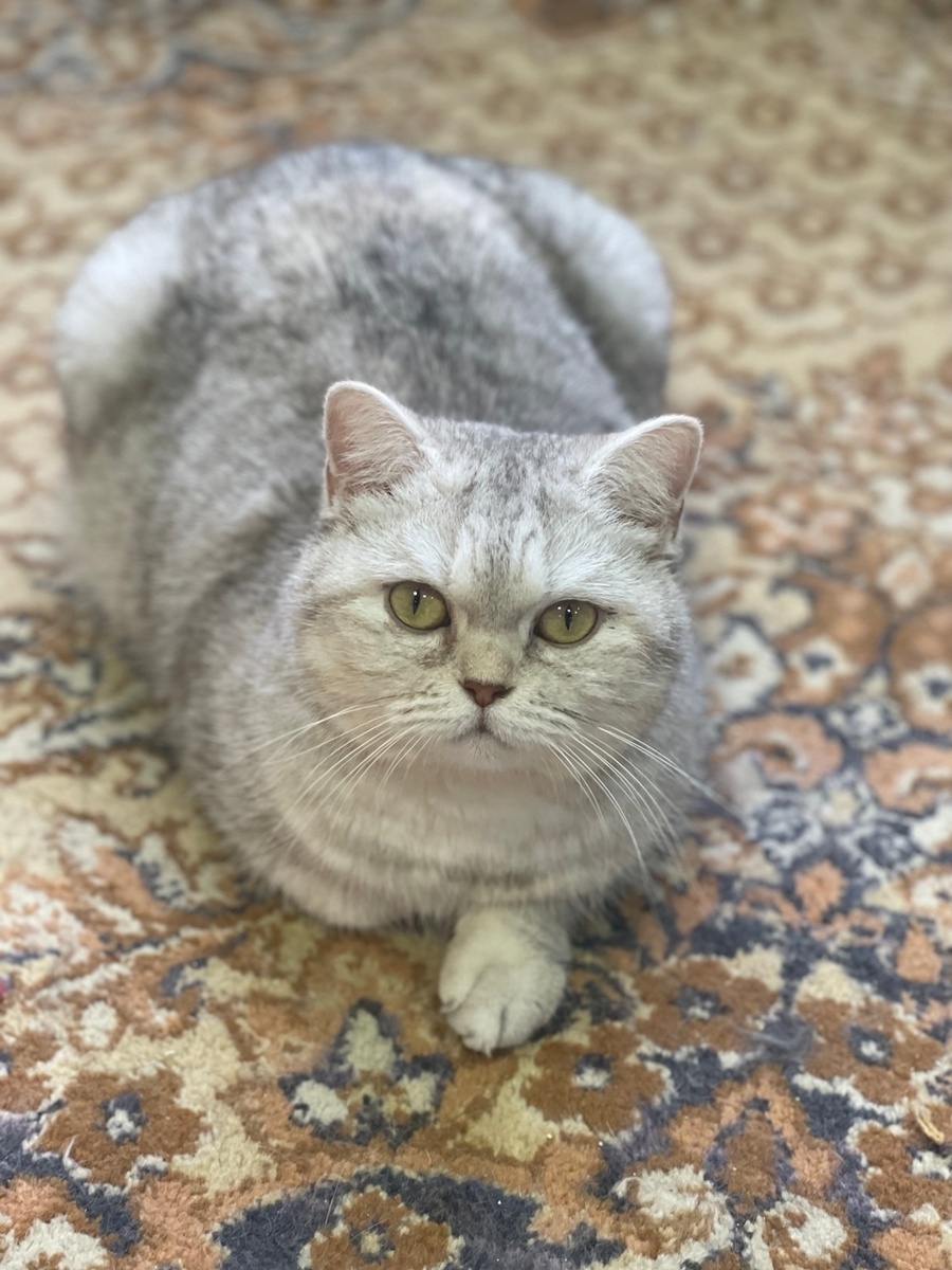 Анфиска в приюте