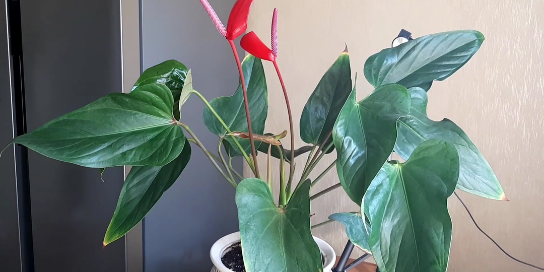 Антуриум. Пора пересаживать.