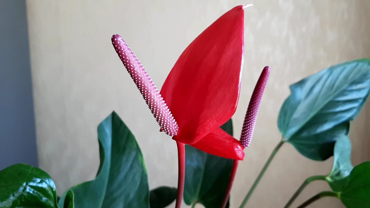 Благодаря особенной форме цветка, получил название «мужское счастье».